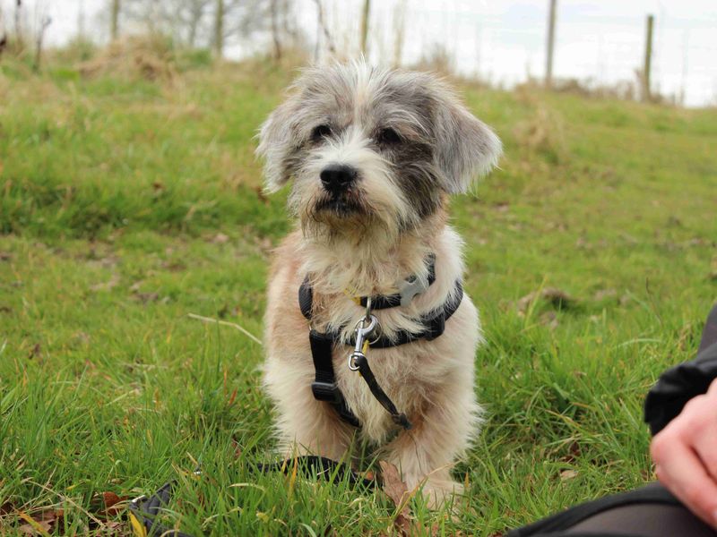 Rafiki for sale in Newbury, Berks | Image 2