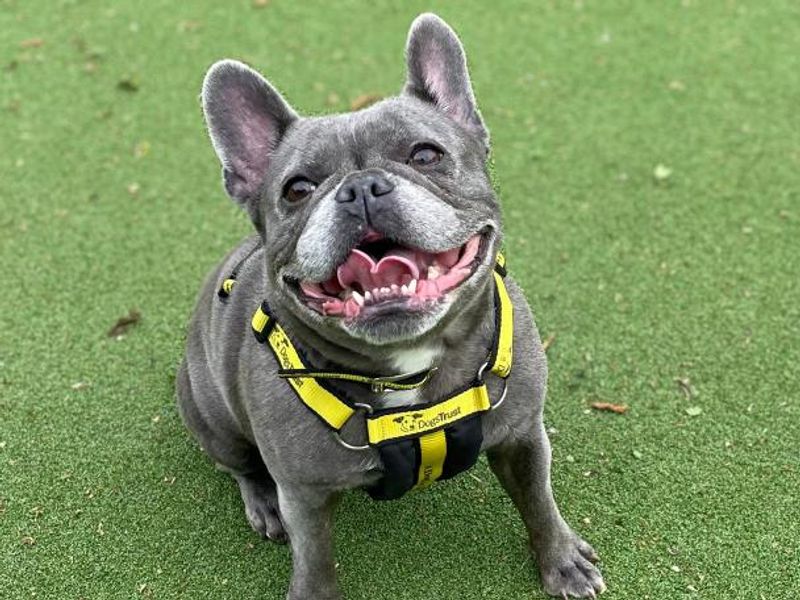 Stella for sale in Telford, Shropshire
