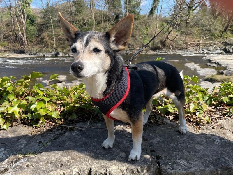 Minnie for sale in Telford, Shropshire