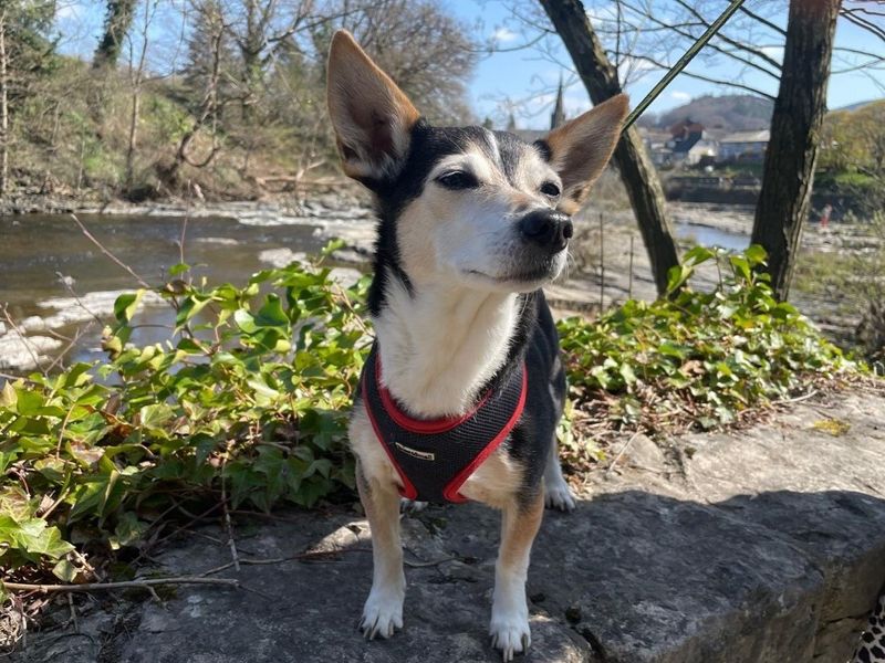 Minnie for sale in Telford, Shropshire - Image 2
