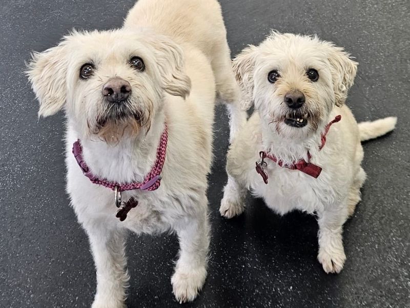 Phoebe and Roxi for sale in Leeds, Yorkshire