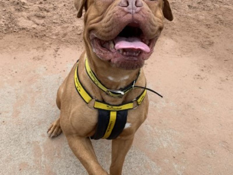 Candy, a 6 years old female Dogue de Bordeaux available for adoption from Dogs Trust in Leicestershire