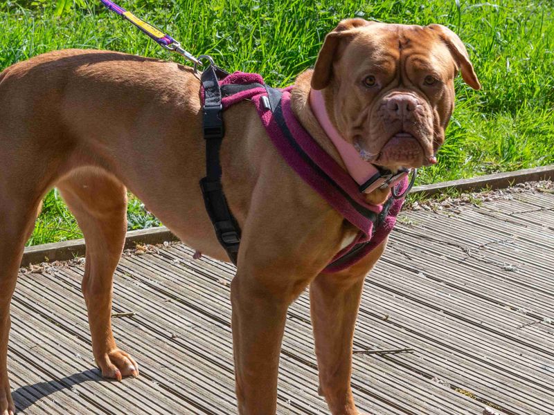 Candy | Dogue De Bordeaux | Loughborough - 1