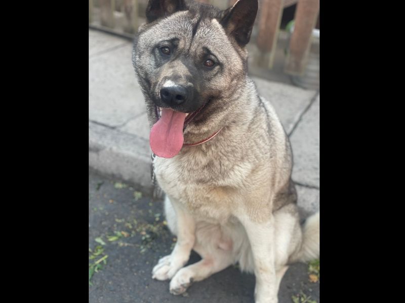 Lada | American Akita | Kenilworth (West Midlands) - 1