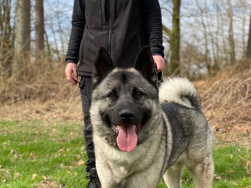 Loki | Norwegian Elkhound | Cumbria rehoming - 1