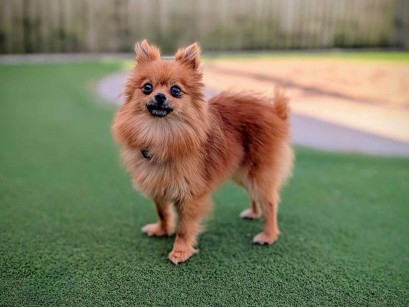 Pomeranian for adoption in Cardiff / Caerdydd, South Glamorgan – 1 year old - Image 2 of 4