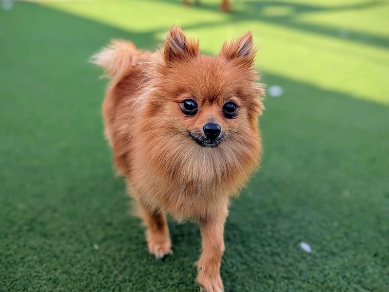 Pomeranian for adoption in Cardiff / Caerdydd, South Glamorgan – 1 year old - Image 4 of 4