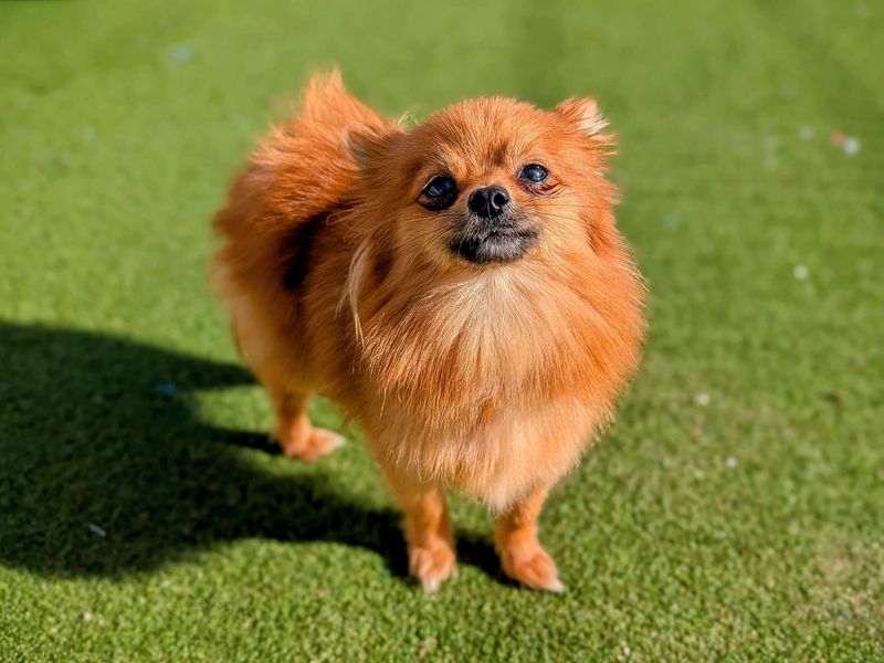Pomeranian for adoption in Cardiff, Glamorgan – 8 months old