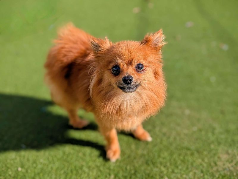 Pomeranian for adoption in Cardiff / Caerdydd, South Glamorgan – 1 year old - Image 3 of 4