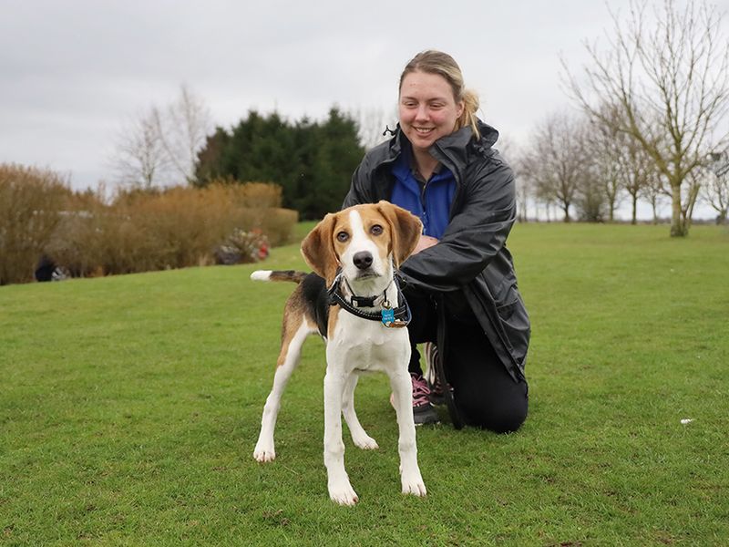 Beagle for adoption in Leeds, Yorkshire – 1 year old - Image 3 of 3