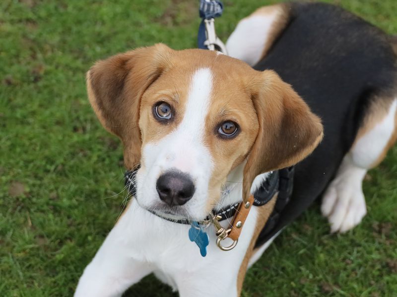 Beagle for adoption in Leeds, Yorkshire – 1 year old - Image 2 of 3