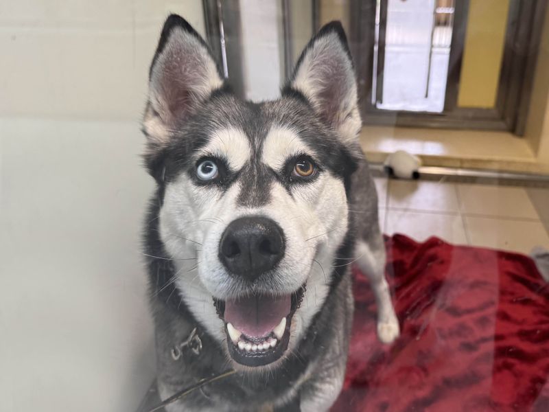 Freya for sale in Wickford, Essex