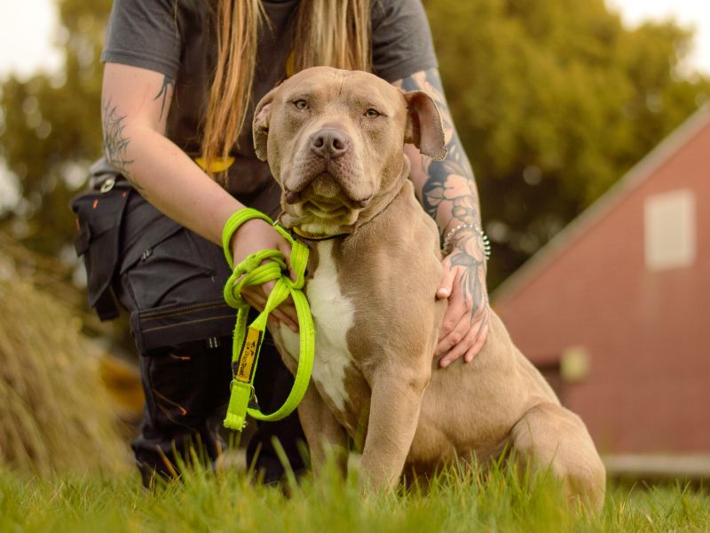 Staffordshire Bull Terrier for adoption in Kenilworth, Warks – 2 years old - Image 2 of 3