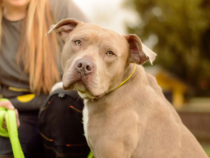 Staffordshire Bull Terrier for adoption in Kenilworth, Warks – 2 years old - Image 1 of 3