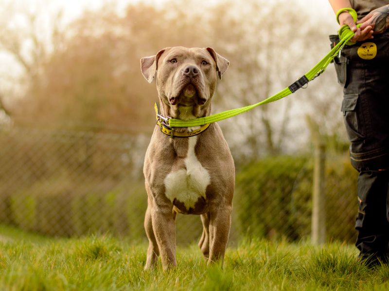 Staffordshire Bull Terrier for adoption in Kenilworth, Warks – 2 years old - Image 3 of 3