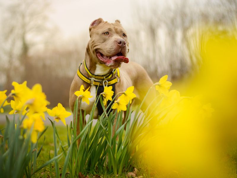 Staffordshire Bull Terrier for adoption in Kenilworth, Warwickshire – 3 years old - Image 2 of 4