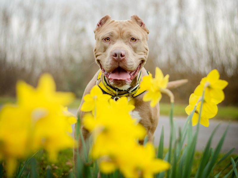 Staffordshire Bull Terrier for adoption in Kenilworth, Warwickshire – 3 years old - Image 4 of 4