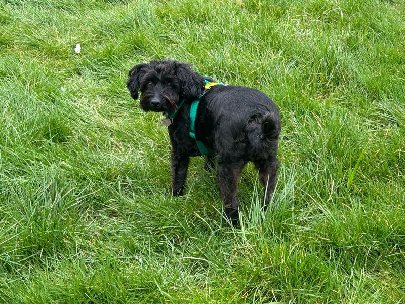 Luna for sale in Newton Tony, Wiltshire