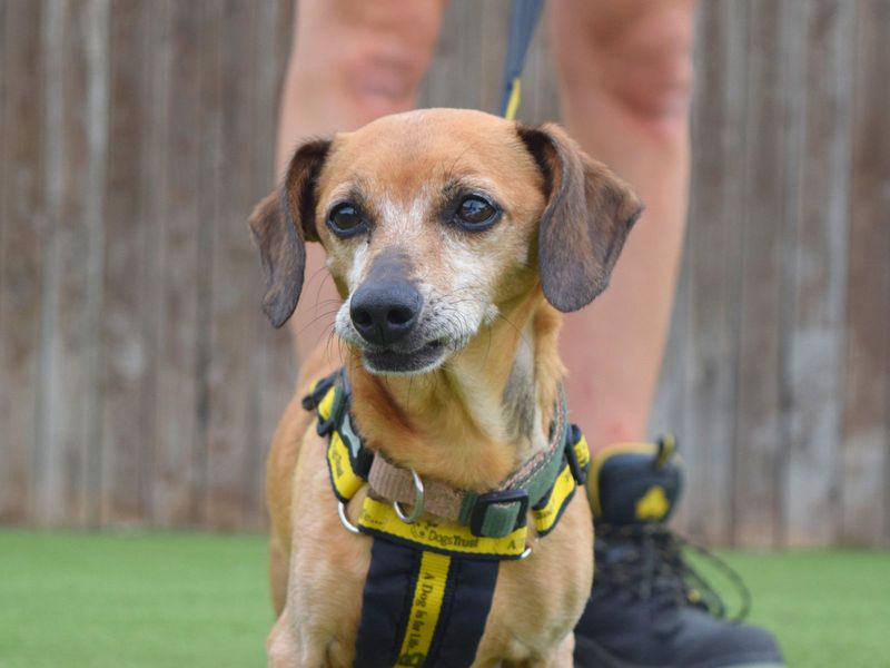 Dachshund for adoption in Uxbridge, London – 8 years old - Image 2 of 2