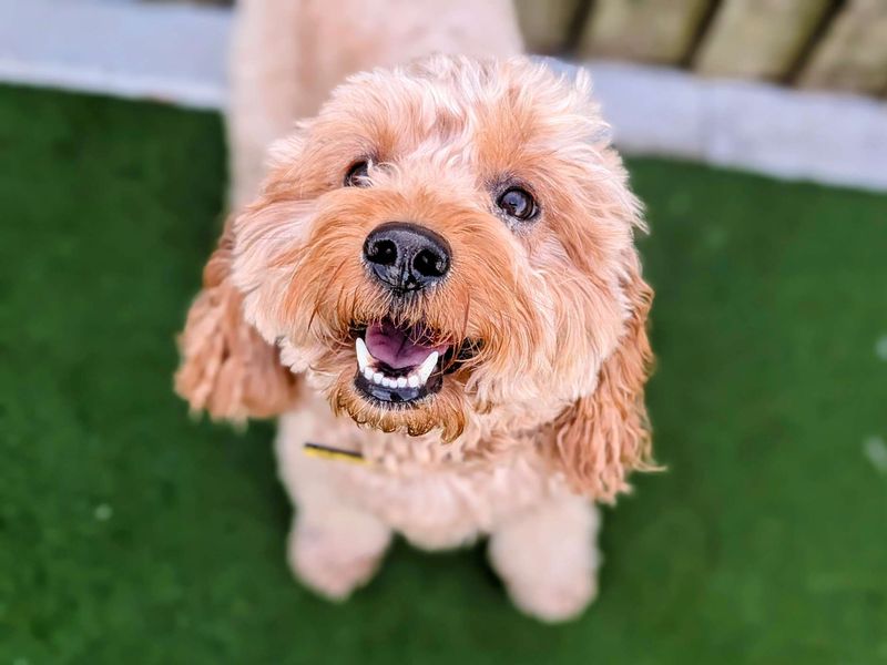 Fergus | Poodle (Toy) Cross | Cardiff - 1