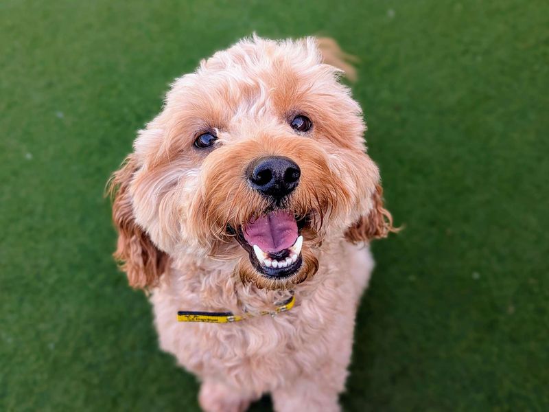 Fergus for sale in Cardiff, Glamorgan | Image 2