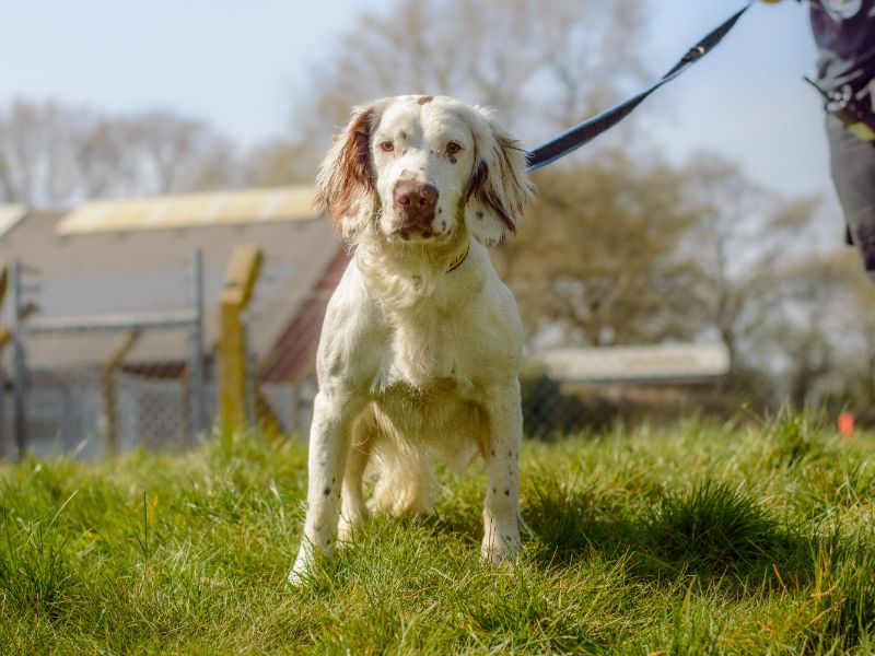 Springer Spaniel for adoption in Kenilworth, Warks – 1 year old