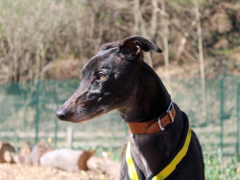 Greyhound for adoption in Liverpool, Merseyside – 6 years old - Image 3 of 3