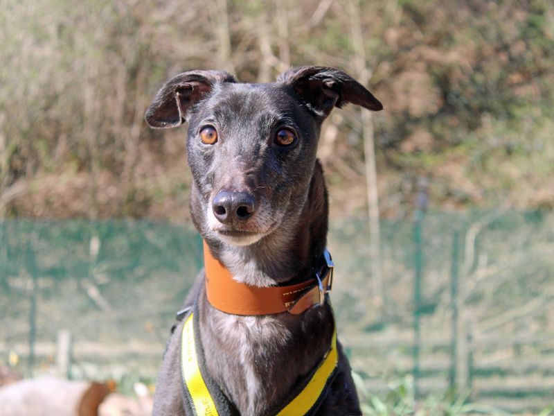 Greyhound for adoption in Liverpool, Merseyside – 6 years old - Image 2 of 3