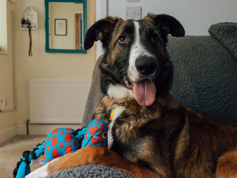 Dunkin | Collie (Smooth) Cross | Kenilworth (West Midlands) - 1