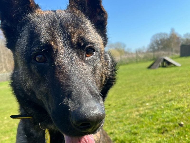 Wilma | Dutch Shepherd | Canterbury - 1