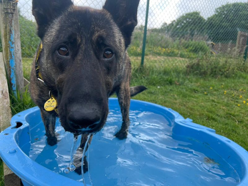 Wilma | Dutch Shepherd | Canterbury - 1