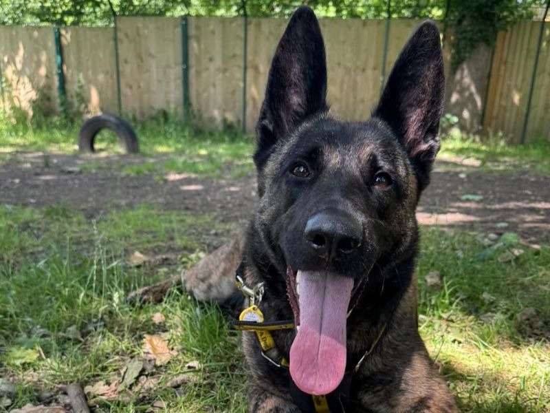 Wilma | Dutch Shepherd | Canterbury - 1