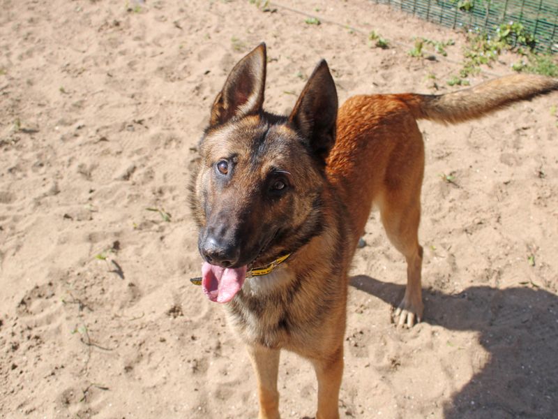 German Shepherd for adoption in Liverpool, Merseyside – 2 years old - Image 3 of 4