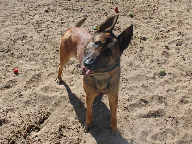 German Shepherd for adoption in Liverpool, Merseyside – 2 years old - Image 2 of 4