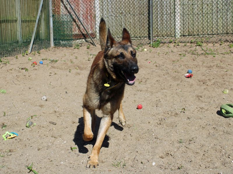 German Shepherd for adoption in Liverpool, Merseyside – 2 years old - Image 4 of 4