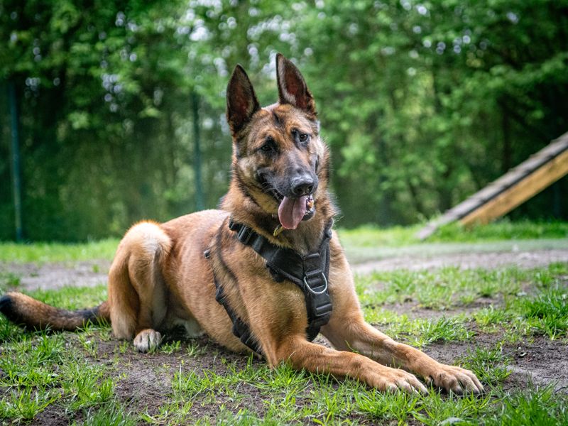 Walter | Belgian Shepherd Dog (Malinois) Cross | Merseyside (Liverpool) - 1
