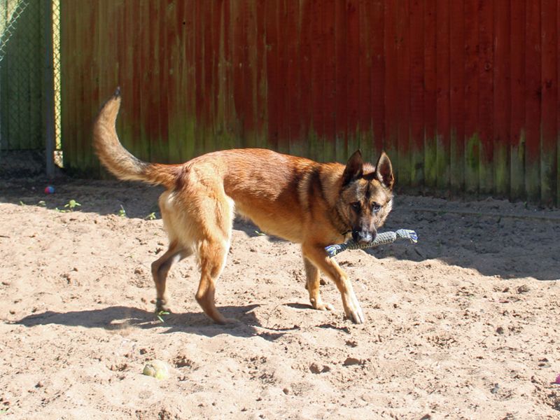 undefined | Belgian Shepherd Dog (Malinois) Cross | undefined - 3