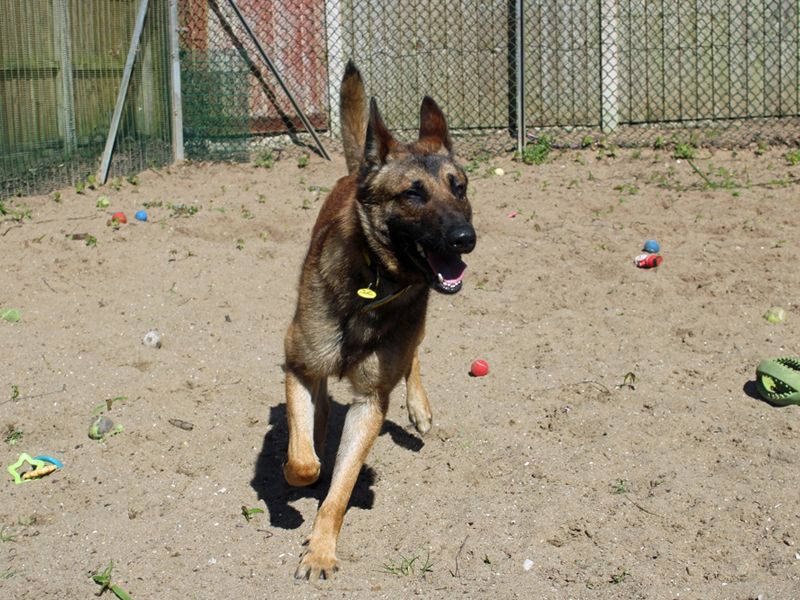 undefined | Belgian Shepherd Dog (Malinois) Cross | undefined - 5