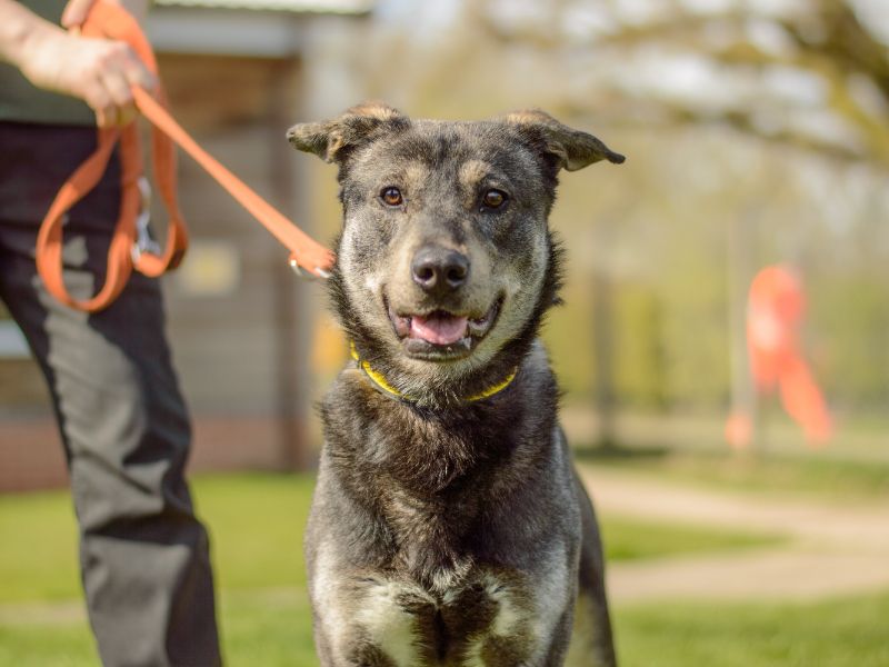 Siberian Husky for adoption in Kenilworth, Warwickshire – 4 years old - Image 3 of 4