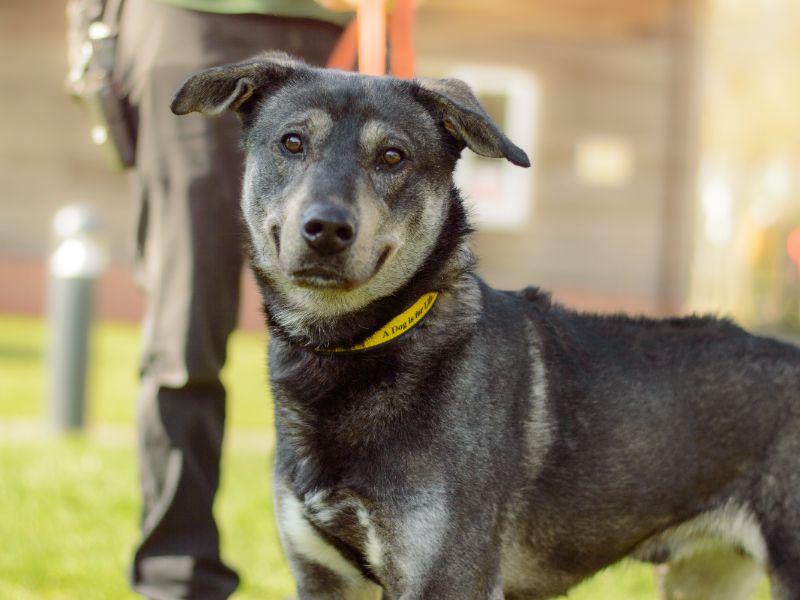 Siberian Husky for adoption in Kenilworth, Warwickshire – 4 years old - Image 2 of 4