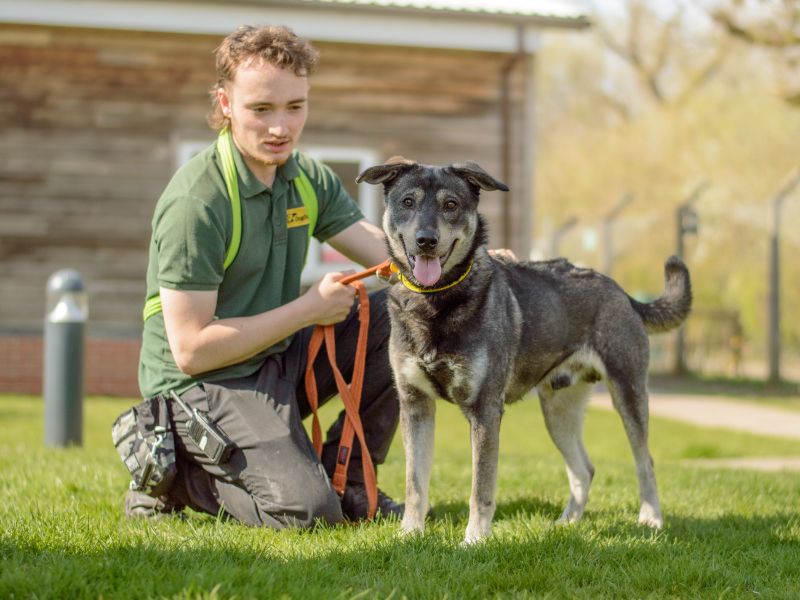Siberian Husky for adoption in Kenilworth, Warks – 3 years old
