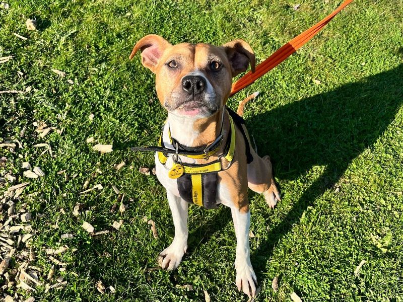 Duchess for sale in Chestfield, Kent