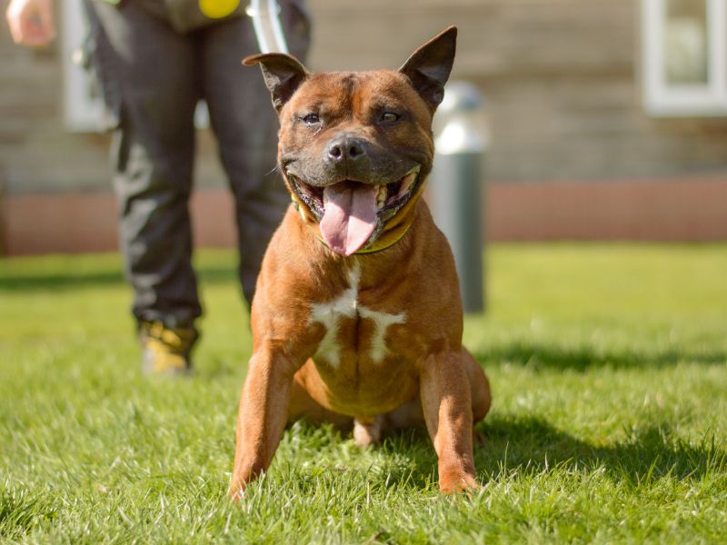 Jimbo for sale in Kenilworth, Warks