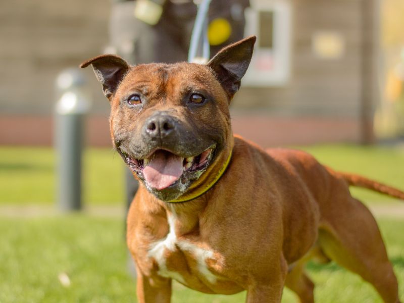 Jimbo for sale in Kenilworth, Warks | Image 3
