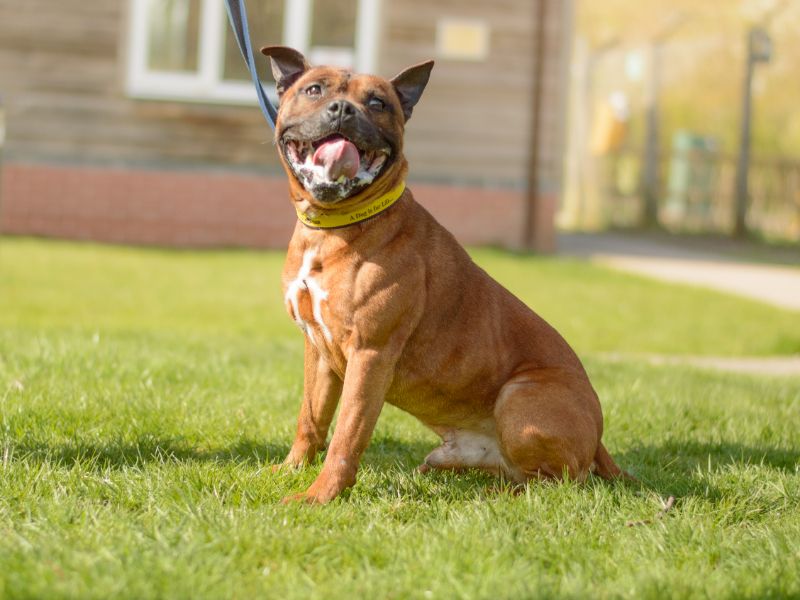 Jimbo for sale in Kenilworth, Warks | Image 2
