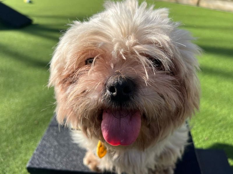 Shih Tzu for adoption in Chestfield, Kent – 3 years old