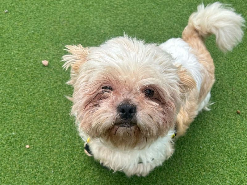 Mabel for sale in Chestfield, Kent | Image 2