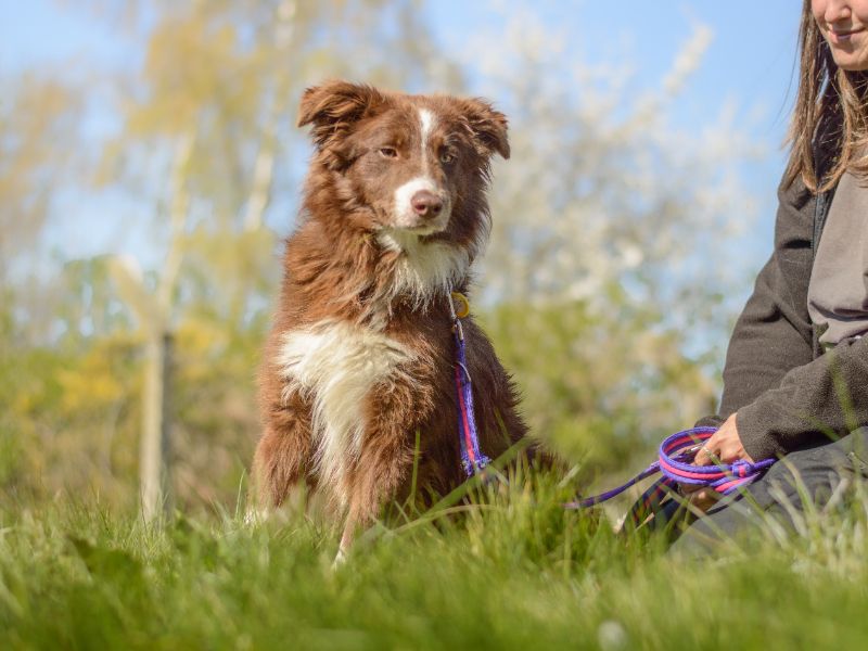 Fudge for sale in Kenilworth, Warks | Image 2