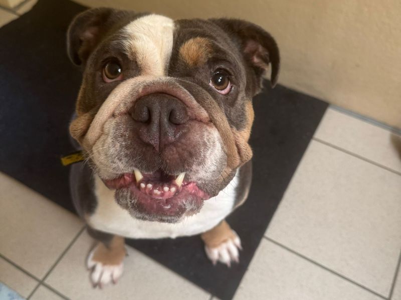 English Bulldog for adoption in Kenilworth, Warks – 4 years old - Image 3 of 4