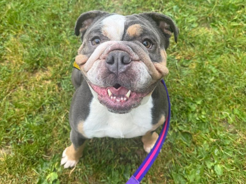 English Bulldog for adoption in Kenilworth, Warks – 4 years old - Image 4 of 4